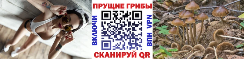 Купить  Волгоград  Галлюциногенные грибы MAGIC MUSHROOMS 